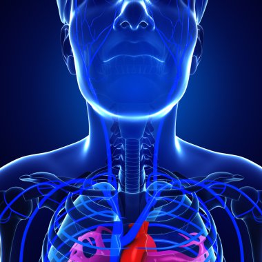 İnsan dolaşım sistemi