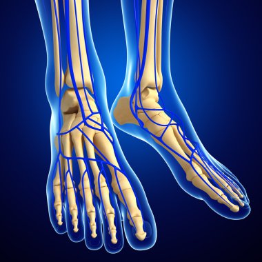 insan bacak dolaşım sistemi