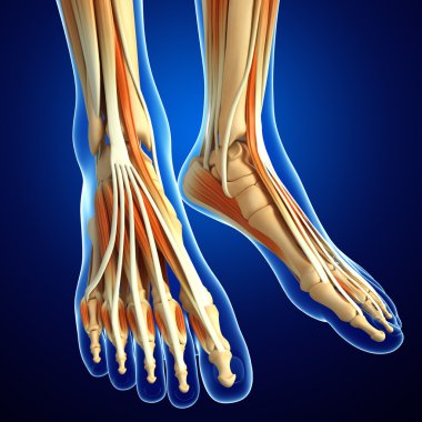 illüstrasyon insan ayak