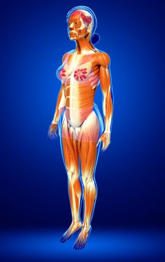 kadın kas anatomisi