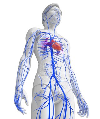 kadın kalp anatomisi