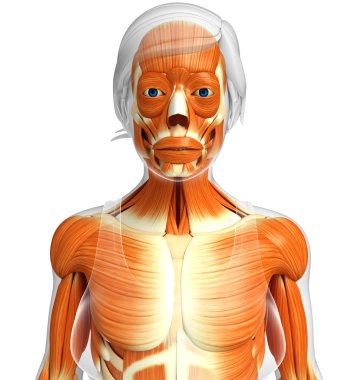 kadın kas anatomisi