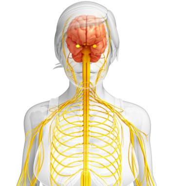 Kadın sinir sistemi sanat
