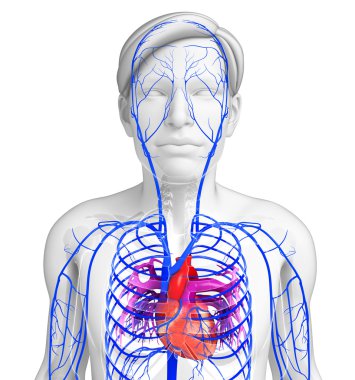 kadın kalp anatomisi