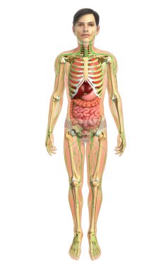 İnsan sindirim sistemi
