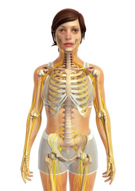 İnsan sinir sistemi sanat