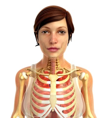 insan solunum sistemi