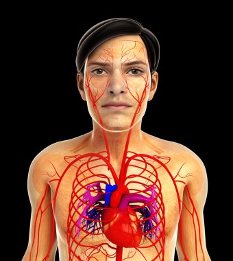 kadın kalp anatomisi
