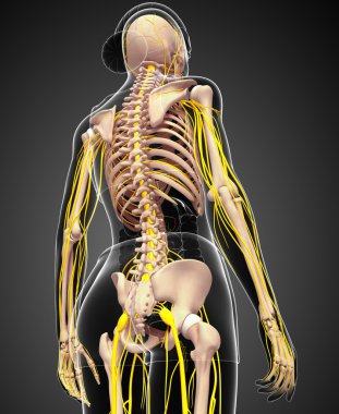 Sinir sistemi ve dişi iskelet resmi