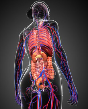 Sindirim ve dolaşım sistemi kadın bedeni