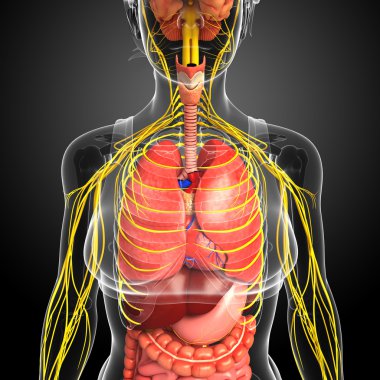Sinir ve sindirim sistemi sanat kadın bedeni