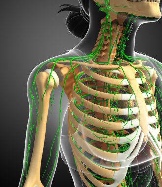 Lenfatik sistem kadın iskelet sanat