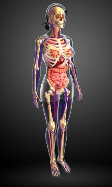 Dişi iskelet, sindirim ve dolaşım sistemi