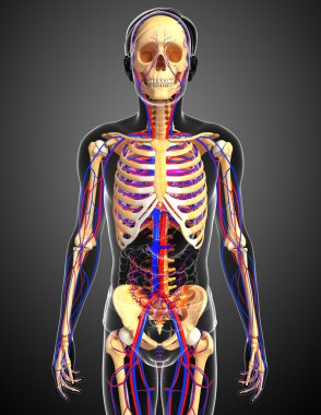 erkek iskelet dolaşım sistemi