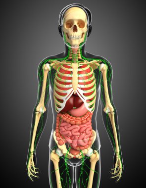 Lenfatik, iskelet ve sindirim sistemi erkek vücut sanat