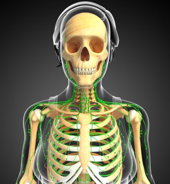 Lenfatik sistem kadın iskelet sanat