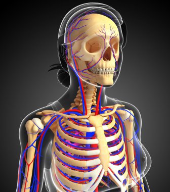 kadın iskelet dolaşım sistemi