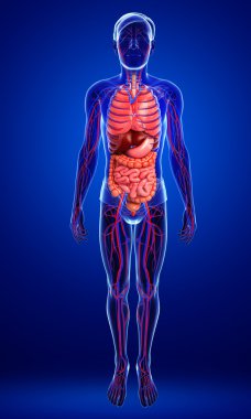 Sindirim ve dolaşım sistemi erkek vücudunun