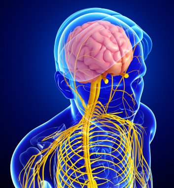 Erkek sinir sistemi sanat