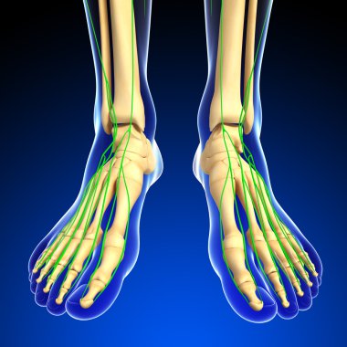 Lenfatik sistem insan ayağı iskelet sanat