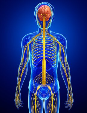 Erkek sinir sistemi sanat