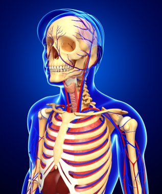 erkek iskelet ve dolaşım sistemi