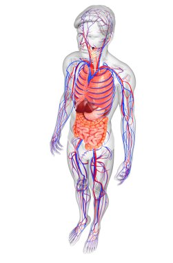 Sindirim ve dolaşım sistemi erkek vücudunun