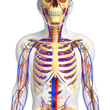 erkek iskelet dolaşım sistemi