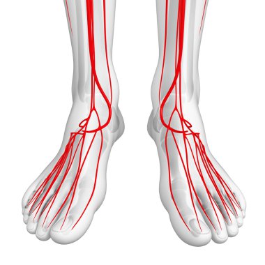 İnsan Arteryel sistemi