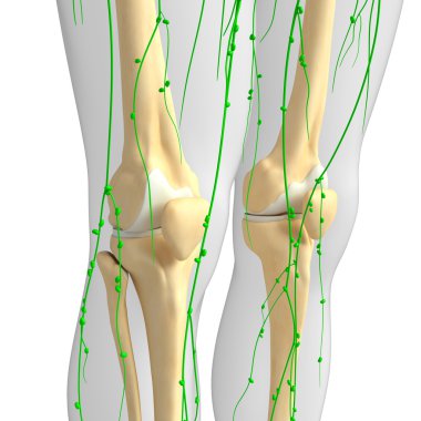 Lenfatik sistem diz iskelet sanat