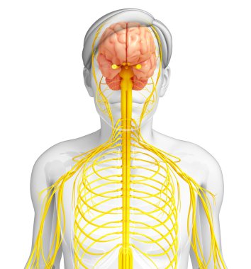Erkek sinir sistemi sanat