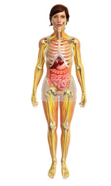 İnsan sindirim sistemi