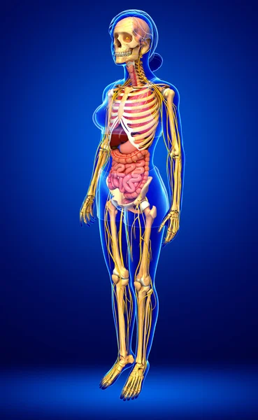  Kadın iskelet sinir ve sindirim sistemi resimler