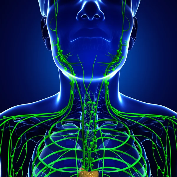 Lenfatik sistem erkek vücudunun