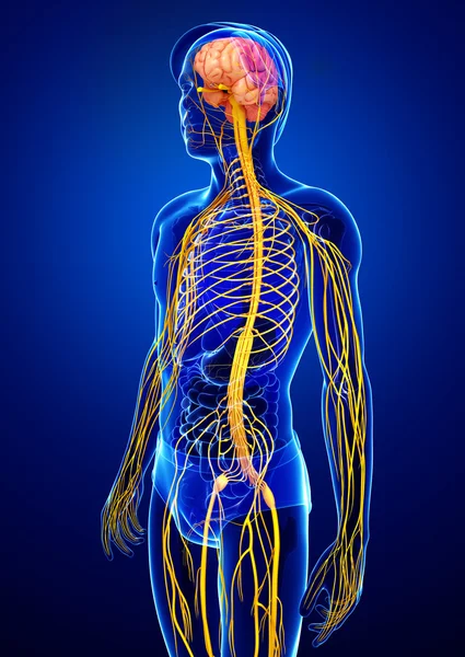 Male nervous system artwork — Stock Photo, Image