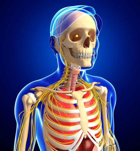 İnsan iskeleti ile sinir ve sindirim sistemi resimler