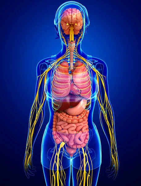 Weiblicher Körper des Nerven- und Verdauungssystems — Stockfoto