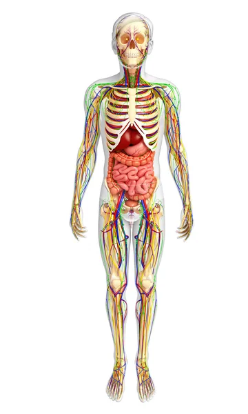 Lymph-, Skelett-, Nerven- und Kreislaufsystem des männlichen Anats — Stockfoto