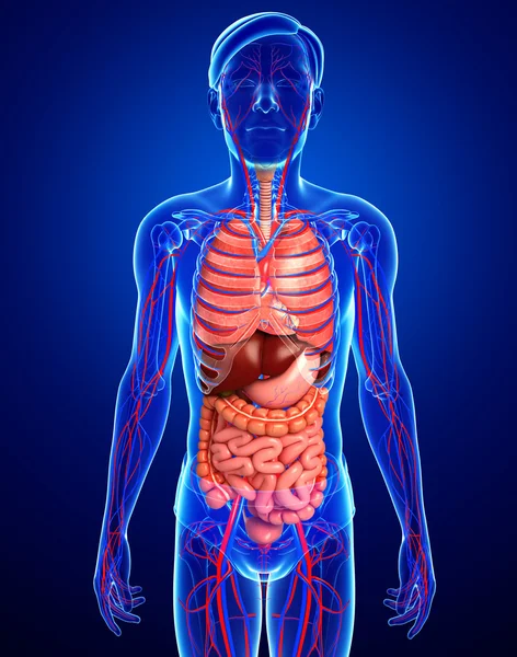 Пищеварительная и кровеносная система мужского организма — стоковое фото