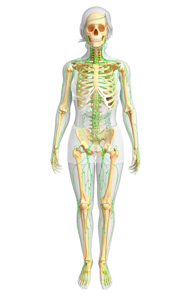 Lymphsystem des weiblichen Skeletts — Stockfoto