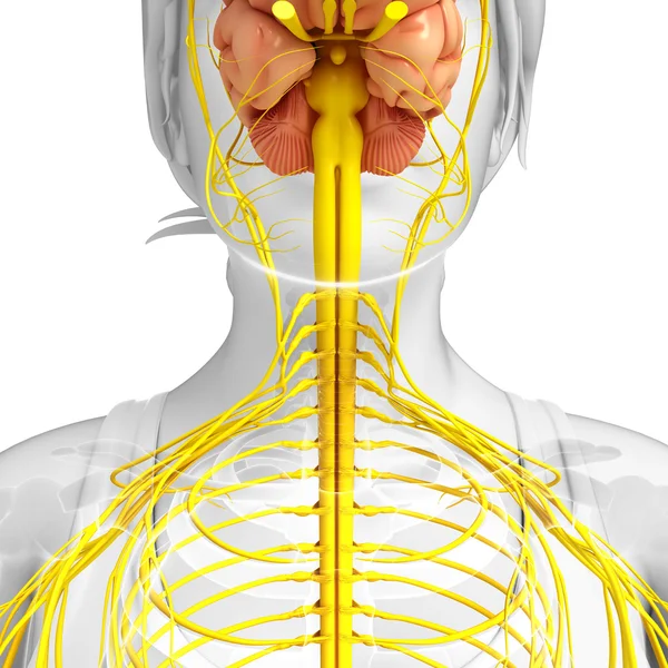 Female nervous system artwork — Stock Photo, Image