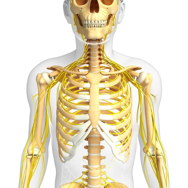 Erkek göğüs kafesi ve sinir sistemi sanat