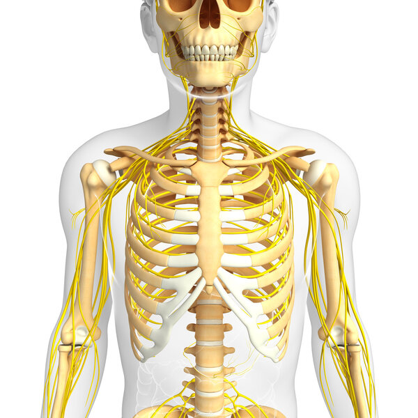 Male ribcage and nervous system artwork