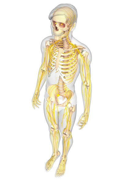 Esqueleto masculino y obras de arte del sistema nervioso —  Fotos de Stock