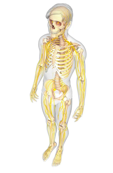 남성 골격과 신경 시스템 작품 — 스톡 사진
