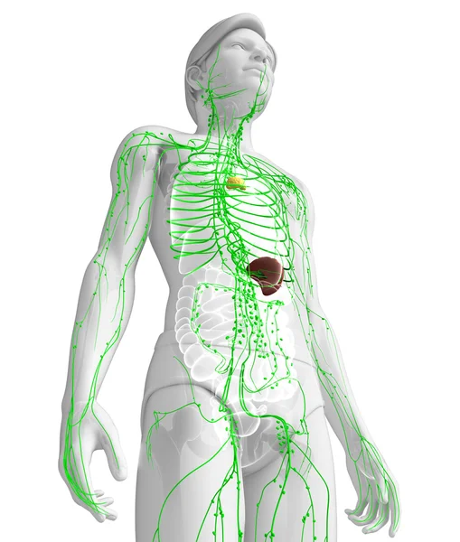 Lymphatic system of male body — Stock Photo, Image