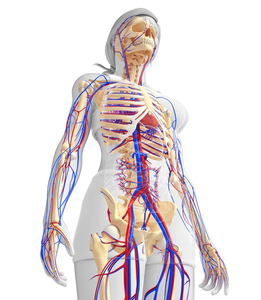 Vrouwelijke skelet bloedsomloop — Stockfoto