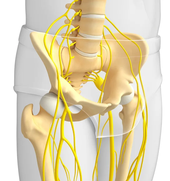 Nervsystemet av bäcken skelett konstverk — Stockfoto