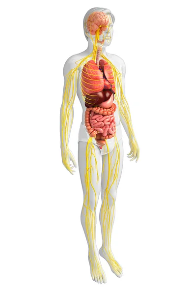 Männlicher Körper des Nerven- und Verdauungssystems — Stockfoto