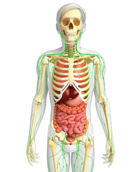 Lenfatik, iskelet ve sindirim sistemi erkek vücut sanat